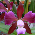 Cattleya leopoldii